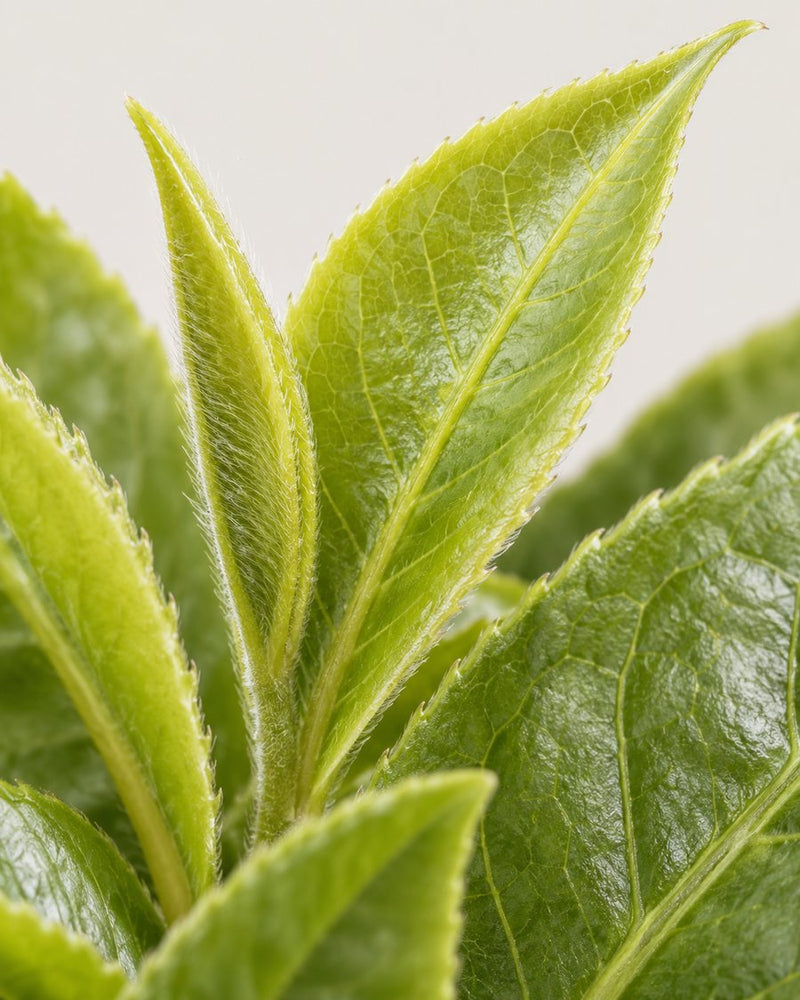Green tea extract